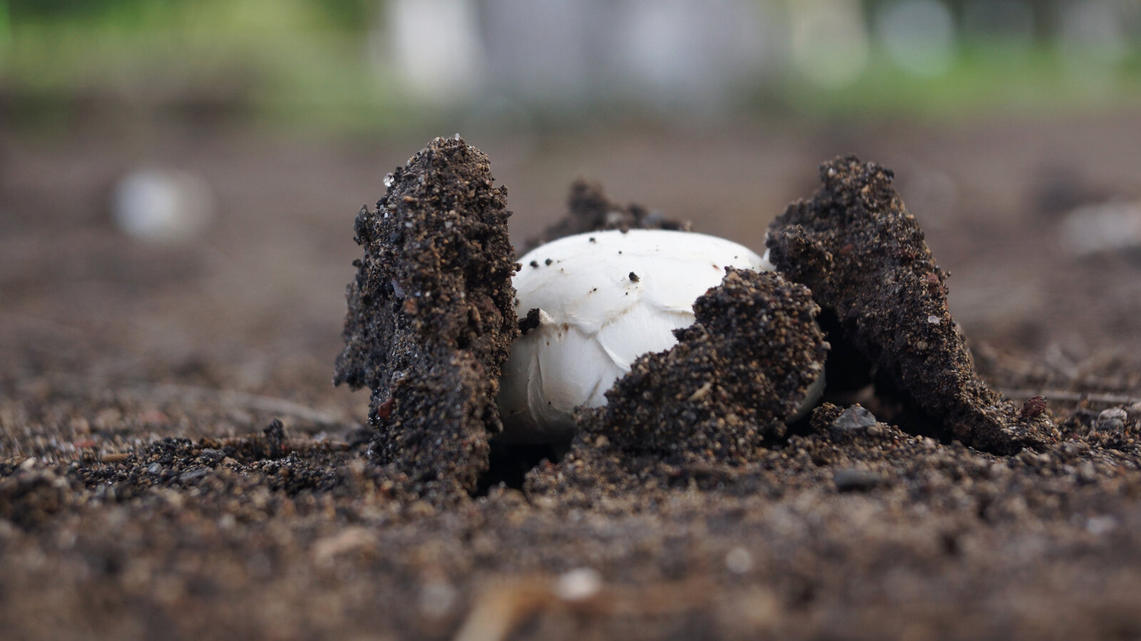Kit Champignons de Paris