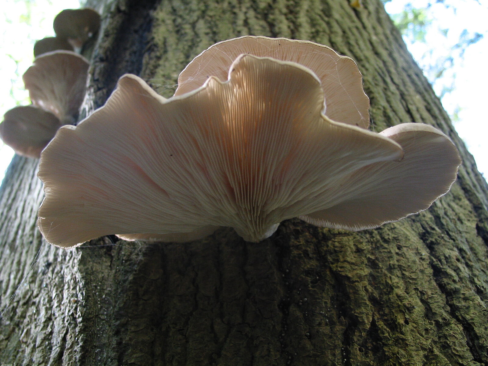 Kit Pleurotes Grises