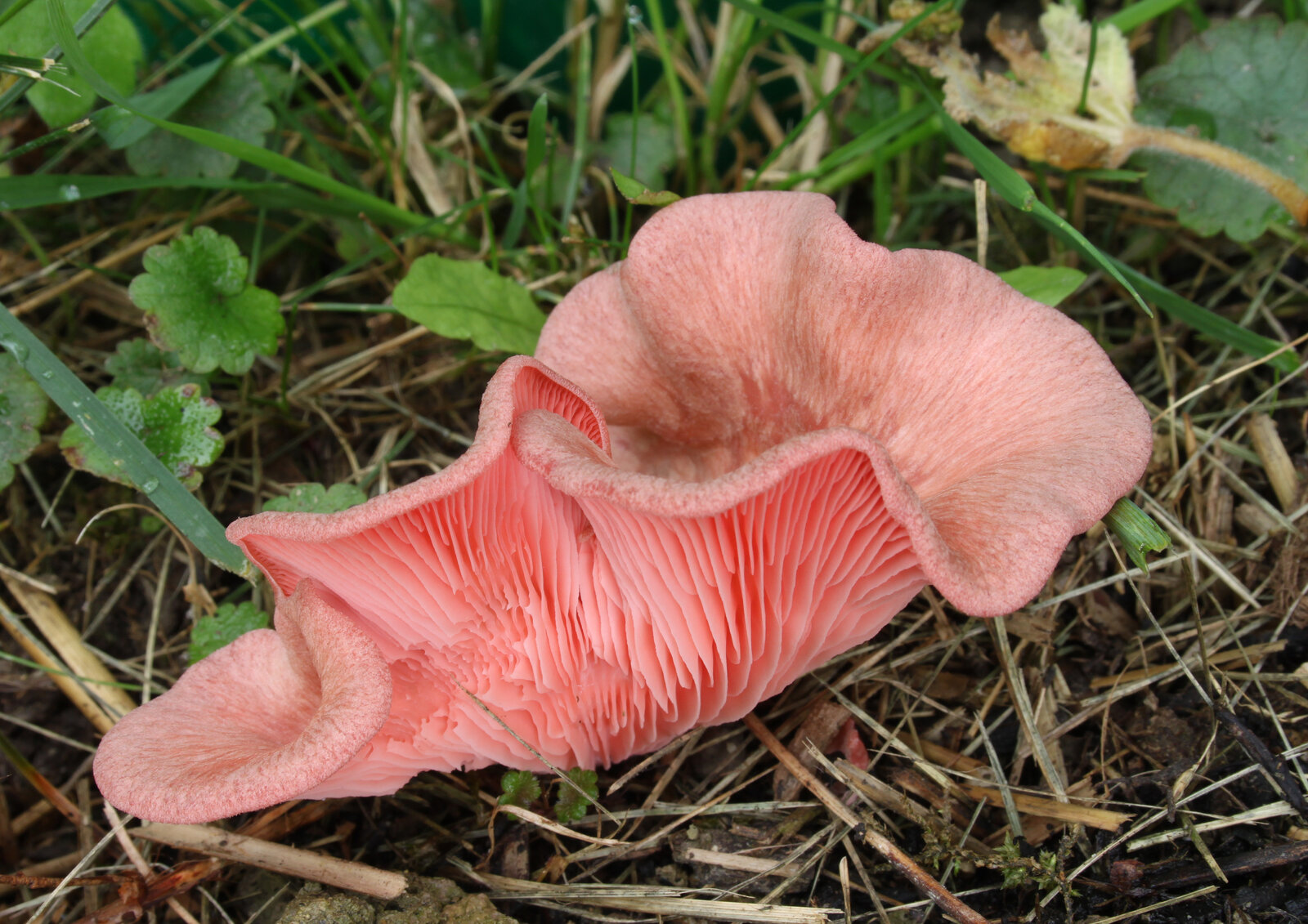 Kit Pleurotes Roses