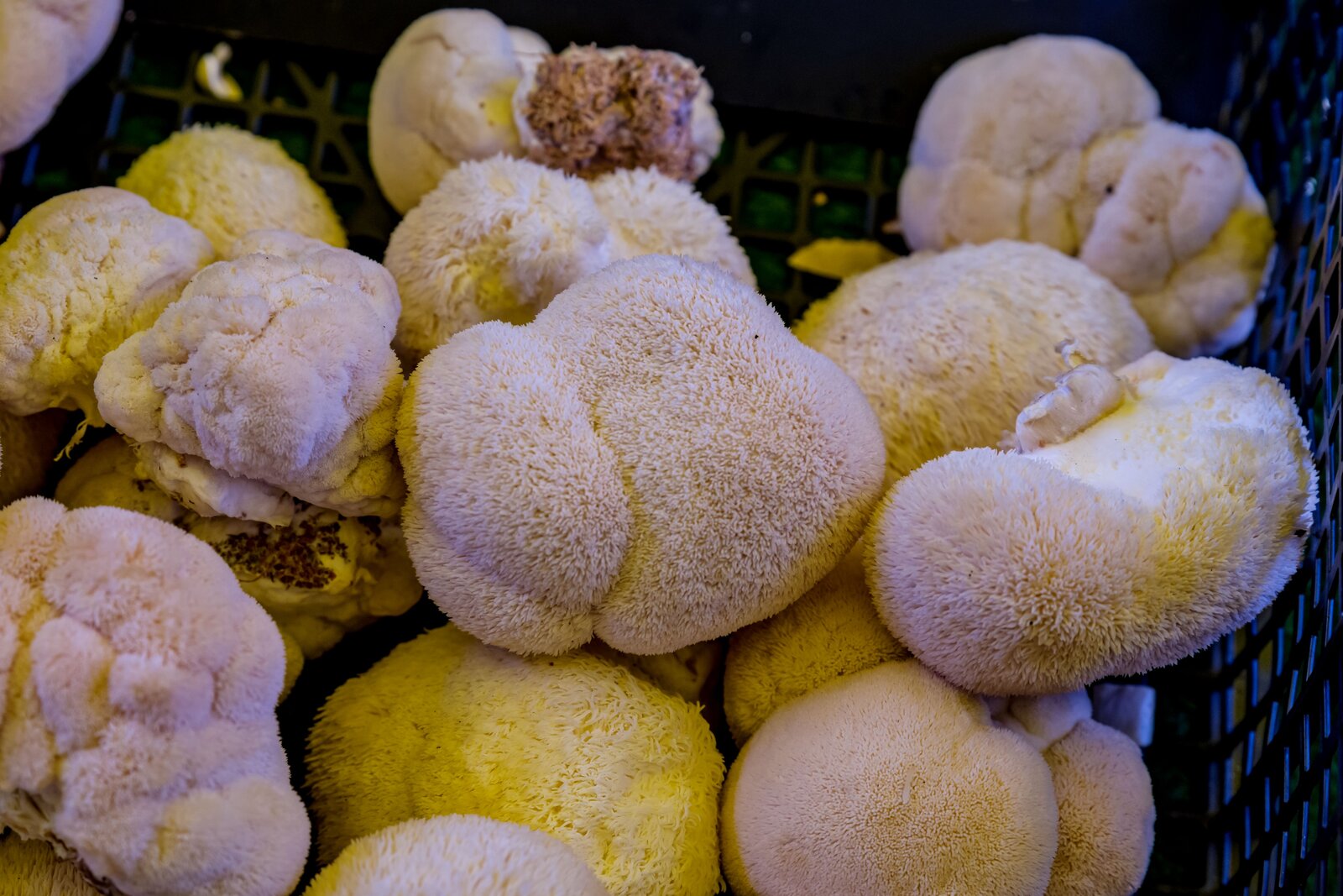 Kit Pom Pom Blanc (Hericium)